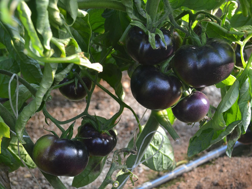 Coltivare il pomodoro nero